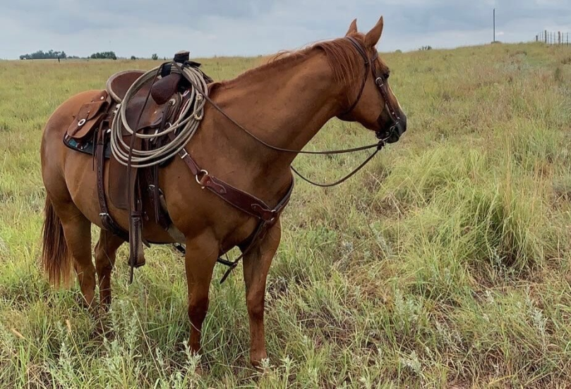 horse