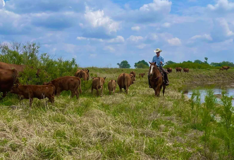 Wild Horse livestock