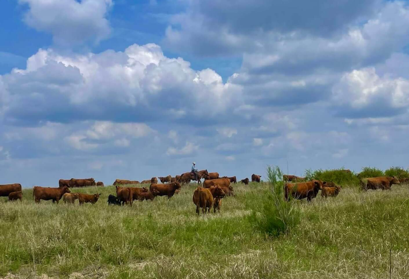 Wild Horse livestock