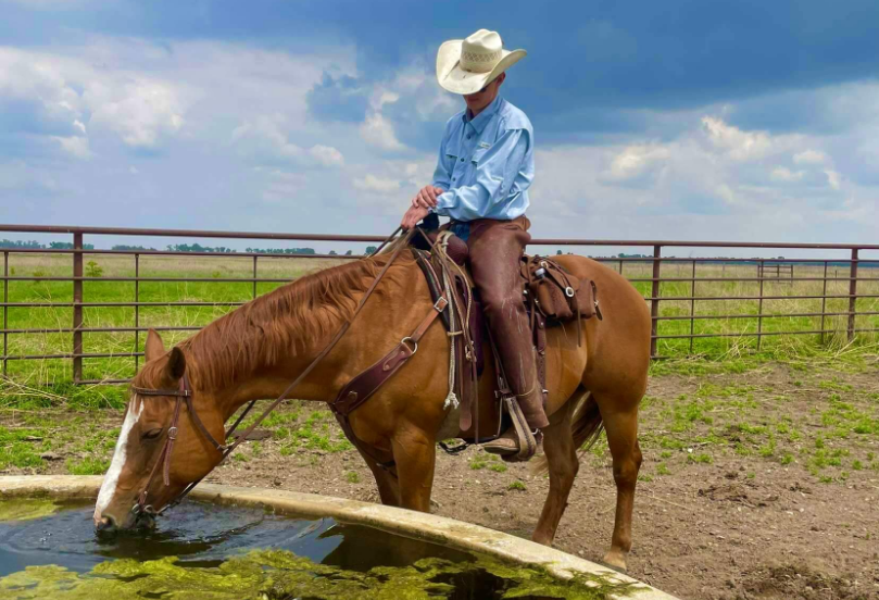 horse drinking water